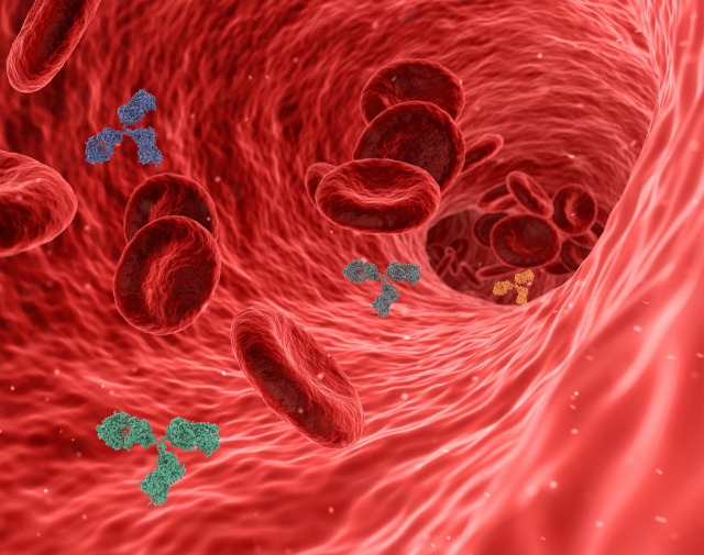 antibodies immune system